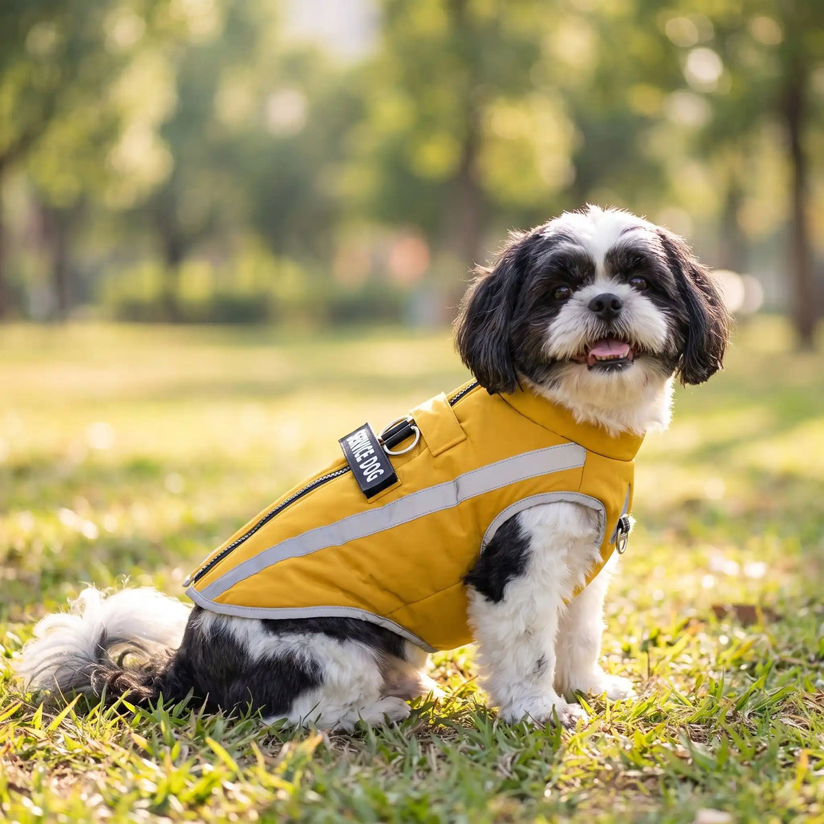 shih tzu dans un parc anec son manteau jaune polar