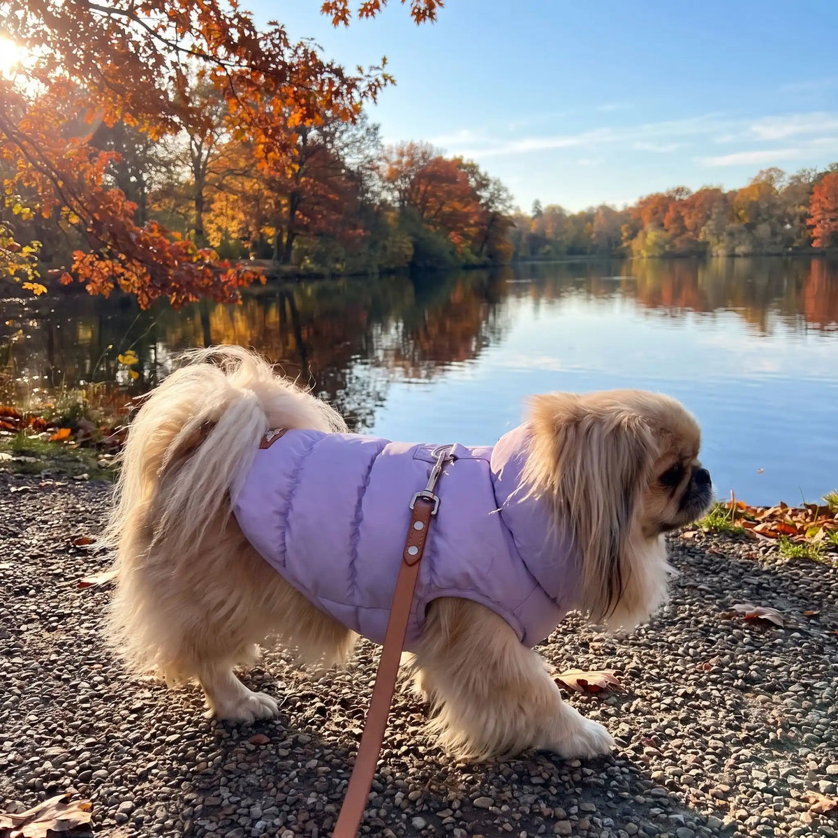 Pékinois avec son manteau mauve au bord d'un lac