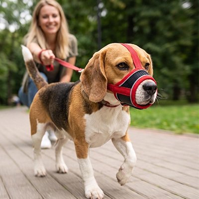 Muselière pour chien​ beagle au parc avec sa muselière