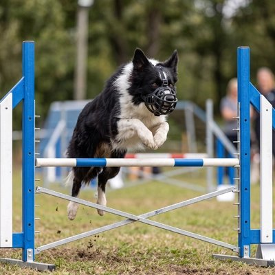 Muselière pour chien​ berger australien fesant des saut de perche avec sa muselière noir