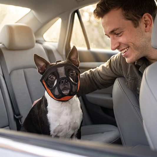 Muselière pour chien​ boston terrier assis dans la voiture avec sa muselière et son maitre