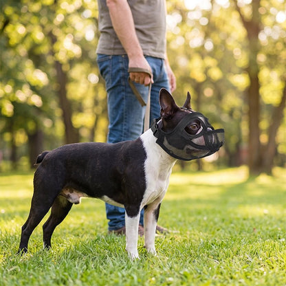 Muselière pour chien​ boston terrier dans un parc en balade avec son maitre