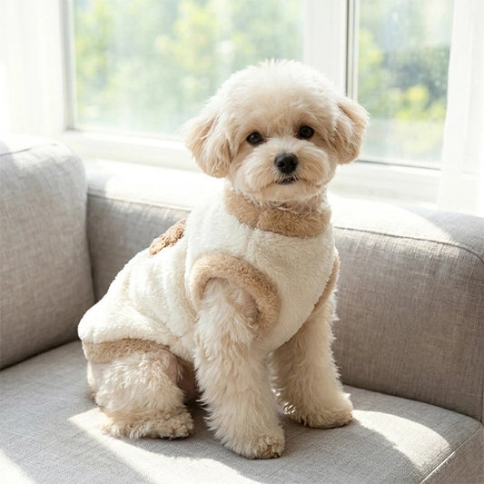 Pull pour Chien bichon assis sur un canapé avec son pull blanc et marron