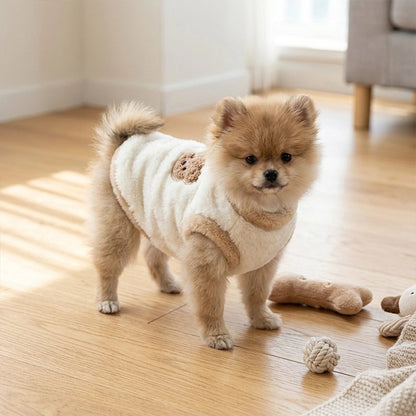 Pull pour Chien poménarien portant son pull durant son heure de jeu